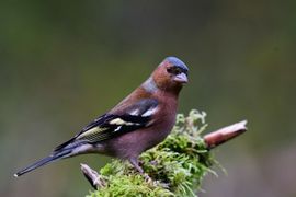 Hoe prachtig is de 'gewone' Vink