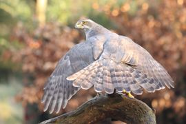 Havik aan t mantelen