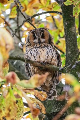 Onverstoorbaar op de roestplek