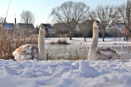 Twee jonge zwanen in de sneeuw