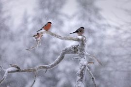 Kleur in de sneeuw