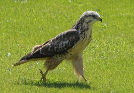 Buizerd op zoek naar wormpjes
