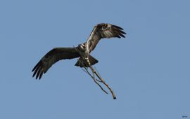 visarend met nestmateriaal