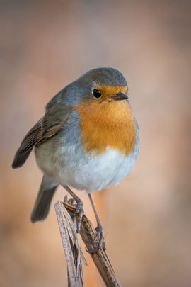 Roodborstje in rood-oranje pasteltinten