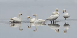 Kleine zwanen op het ijs.
