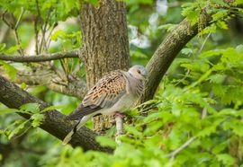 Zomertortel is weer terug