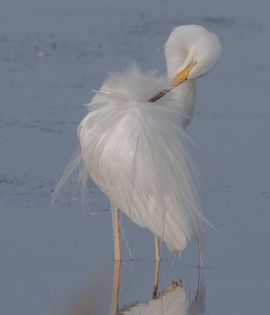 Grote zilverreiger in bruidskleed is zijn veren aan het poetsen 