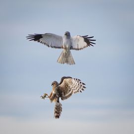 Prooioverdacht blauwe kiekendieven