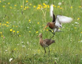 Spring maar achter op