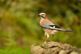 Even uitkijken voor een roofvogel.