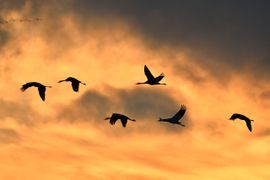 Kraanvogels op zoek naar slaapplaats