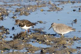 vaak gebroederlijk samen, de kanoet en de steenloper