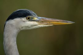 Portret van een reiger 