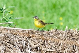 Insecten paradijs tussen de hopen planten resten van het vorige jaar