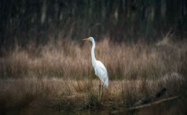 Portret in wit en bruin