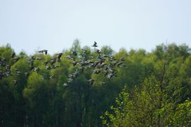 Een vlucht regenwulpen