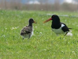 Ontmoeting in het weiland