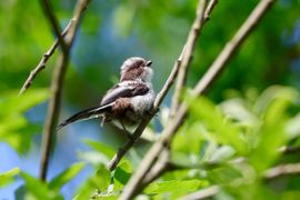 Een jong staartmeesje op zoek naar insectjes
