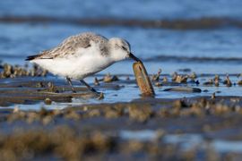 Drieteen versus scheermes