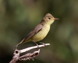 Icterine Warbler Spring Migration
