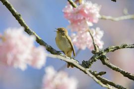 Tjiftjaf tussen de bloesems