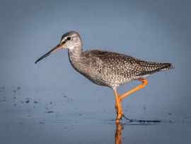 Fourageren op laag water