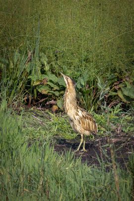 Roerdomp tussen het riet