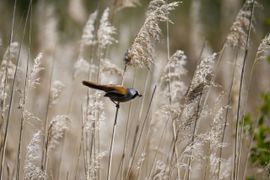 Baardmannetje druk in de weer om voedsel voor kroost te verzamelen