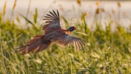 Einde van de dag voor de fazant