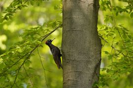 zwarte specht midden in het bos