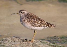 Wood Sandpiper during spring migration 