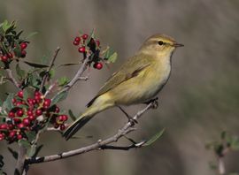 Chiffchaff on Lentisk tree