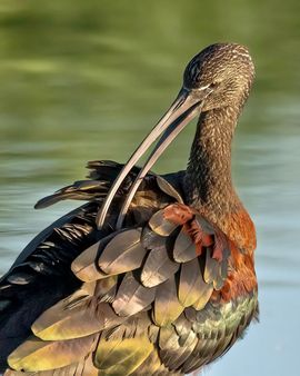 Poetsbeurt voor de zwarte ibis