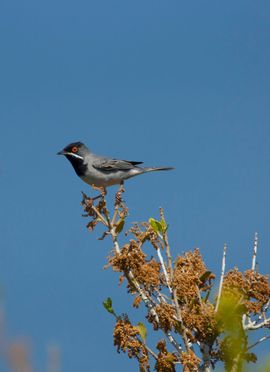 Rüppells grasmus op de uitkijk