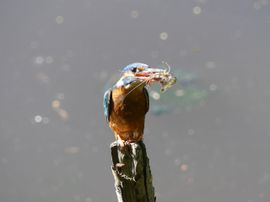 kreeft vooraf, ijs toe