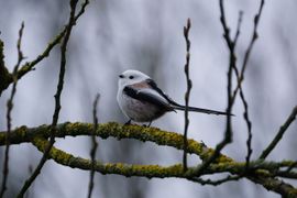 Zelfontdekte Witkopstaartmees 