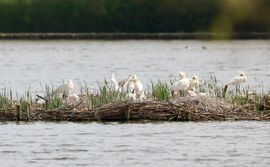 eiland met nieuw leven