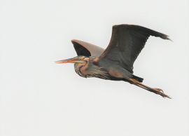 Purperreiger in de vlucht