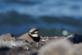 Bontbekplevier tussen het basalt