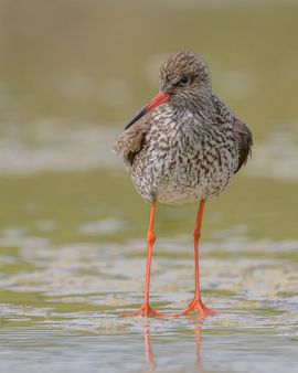 Natuurlijke elegantie op zijn mooist
