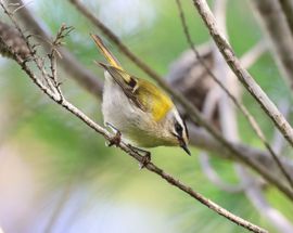 Firecrest in aleppo trees