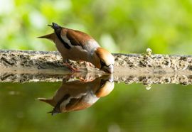 Drinkende Appelvink