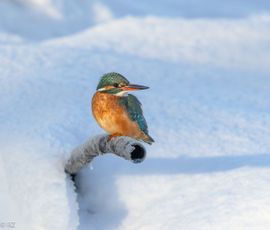ijsvogel in de sneeuw 