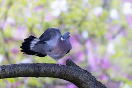 Acrobatische houtduif