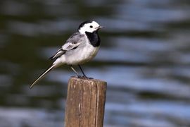 Witte kwikstaart op paaltje