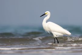 Zilverreiger in de branding