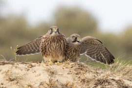 Twee jonge torenvalken