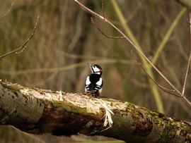 Oplettende Grote bonte specht.