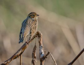 Roestbruine wangetjes