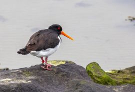 De geringde scholekster denkt na